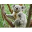 Isithombe se-koala