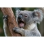 Koala yawning