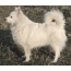 Ang Great German Spitz (o grossing tongs)