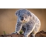 Сурет коала