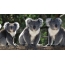 Tre koala