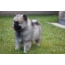 Lyts keeshond puppy