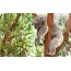 Сурет коала