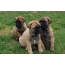 Bullmastiff puppies