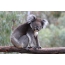 Koala tabi agbateru marsupial