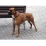 Tysk bokser: hund foto