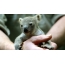 Koalas de bebe