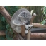 Koala somnum in ligno