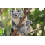 I-Koala