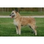 Бельгийн Хоньч нохой: LaChenoy Фото зураг