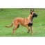 Belgian Shepherd Dog: Litrato Malinois
