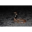 Cobra del granchio sudafricano alla notte