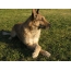 Бельгийн Хоньч нохой: LaChenoy Фото зураг