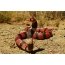 Паўднёваафрыканская щитковая кобра