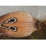 Малюнак у форме ачкоў на капюшоне індыйскай кобры