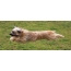 Long-haired Pyrenean Sheepdog Jumping