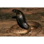 Cobra egiziano
