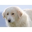 Pyrenean Mountain Dog pẹlu oju ibanuje
