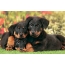 Puppies Beauceron