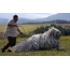 Sheepdog Hungarez - Komondor