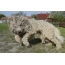 Hungary Sheepdog - Komondor