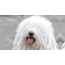 Anjing Gembala Hungary - Komondor, Ketua Anjing