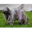 Hungarian sheepdog bene groomed