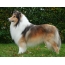 Colley (collie)