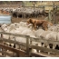 Australský Kelpie běží na zádech ovcí