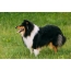 Tricolor awọ sheltie