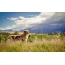 Լուսանկարը, Ավստրալիայի հովիվը լեռներում