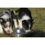 Border collie puppies drink water