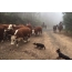 Australian kelpies auttaa viljelijöitä ajamaan karjaa