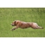 Australian Cattle Dog: Jump Photo
