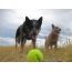 Австралийн үхэр нохой ба бөмбөг