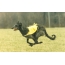 Foto: Dirhound mentre corre