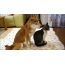 Shiba Inu med en katt