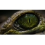 Крокодилско око