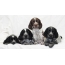 Puppies Russian sode spaniel