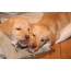 Puppies e një piktori të verdhë Labrador Retriever
