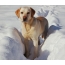 Labrador Retriever in die sneeu