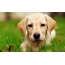 Labrador Retriever: sy qenush