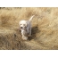Labrador Retriever Puppies Սովորեք Hunt