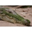 Caput crocodilum