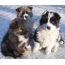 I-Husky Puppies yase-East Siberia