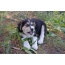 East Siberian husky puppy