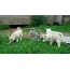Cachorros de husky siberiano occidental