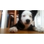Yakut puppy puppy