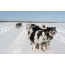 Սափրագլուխ Yakut huskies