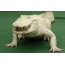 Albino krokodil